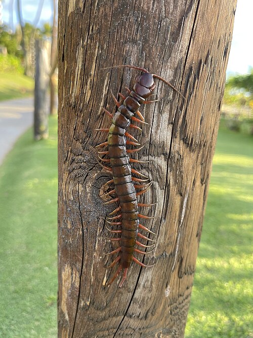 ຮູບຂີ້ເຂັບ