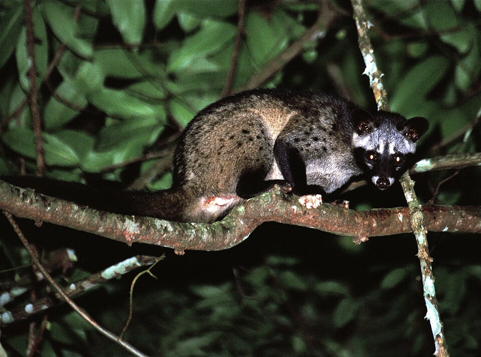 ຮູບເຫງັນ