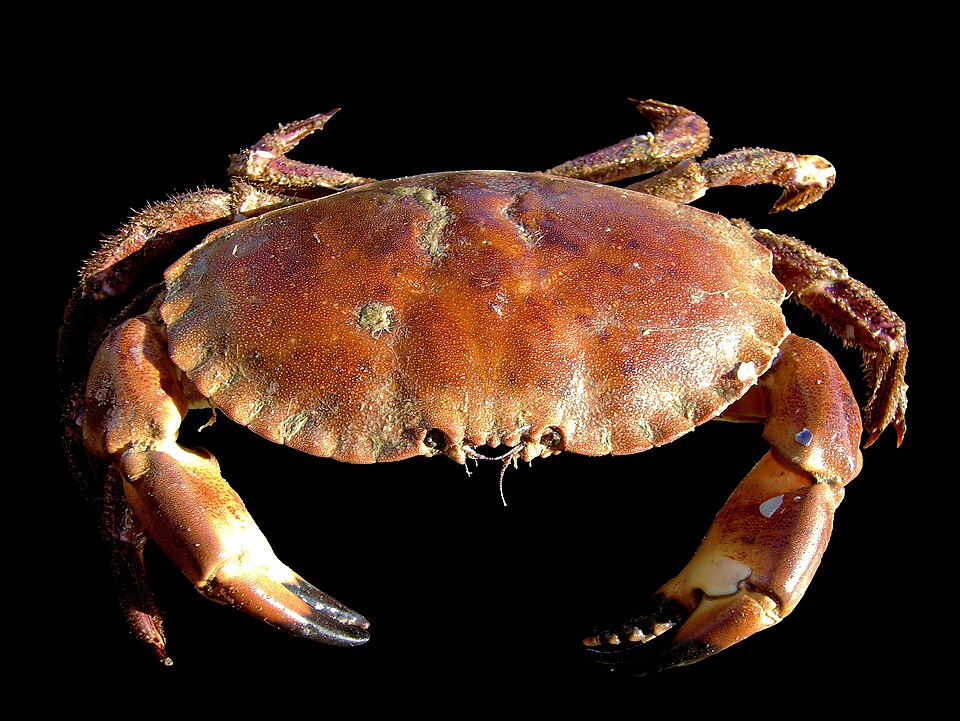 ຮູບກະປູ