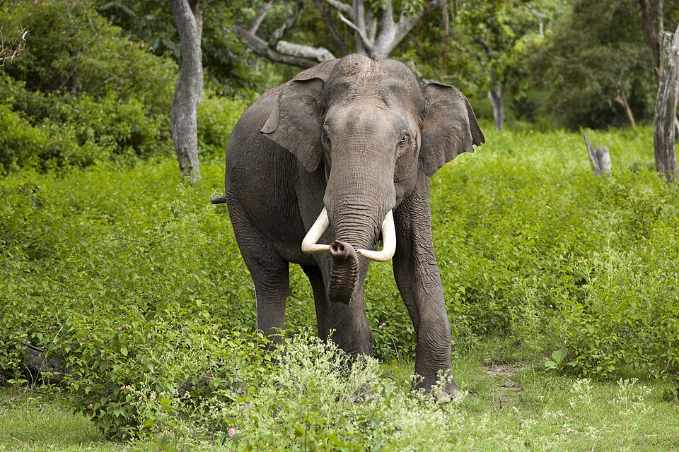 ຮູບຊ້າງ
