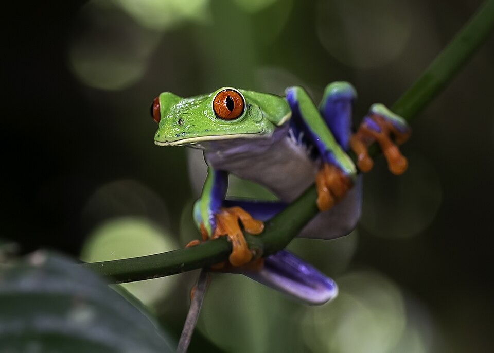 ຮູບກົບ