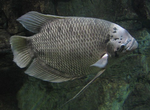 ຮູບປາໃຫຍ່