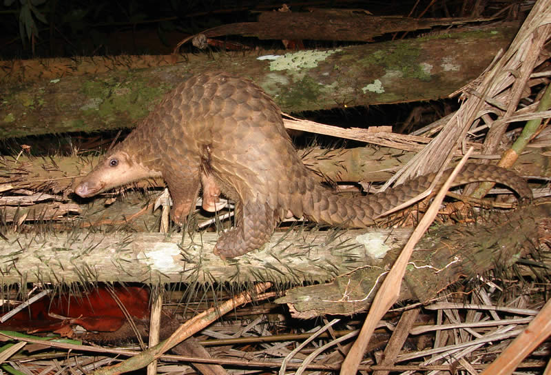 ຮູບລິ່ນ