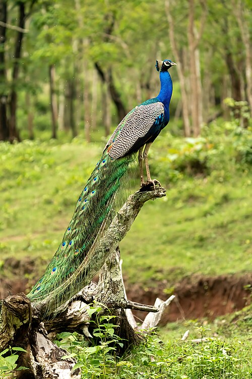 ຮູບນົກຍູງ