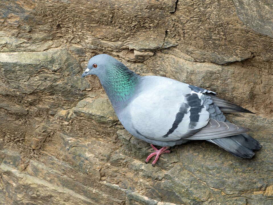 ຮູບນົກກາງແກ