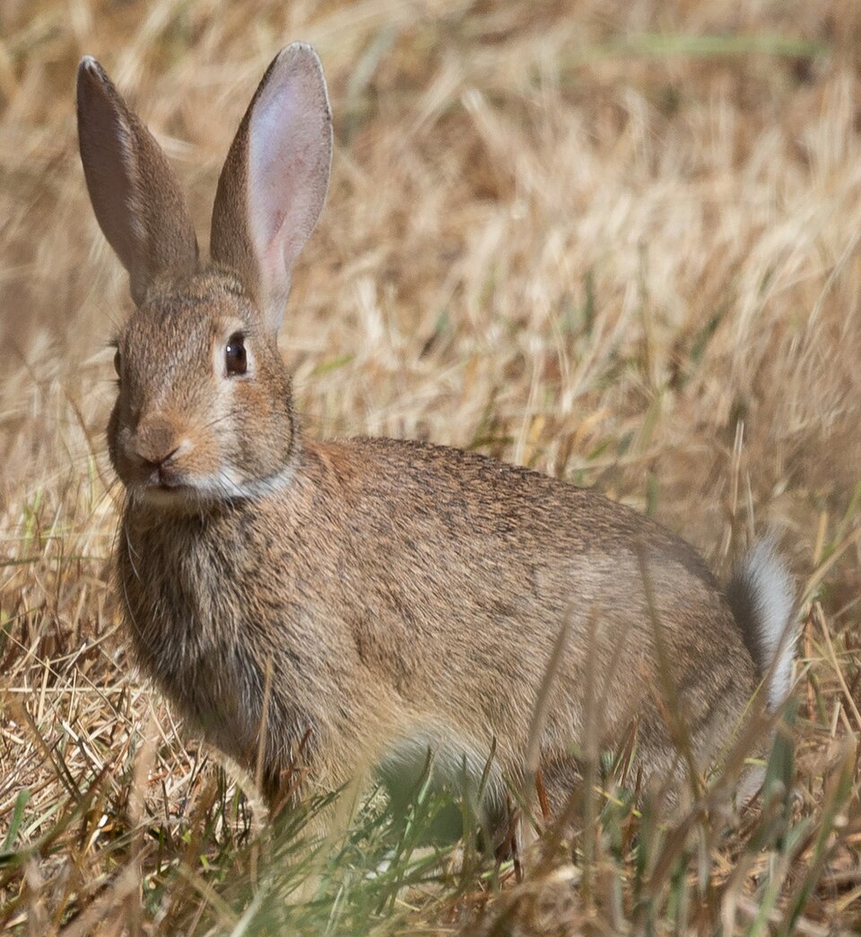 ຮູບກະຕ່າຍ