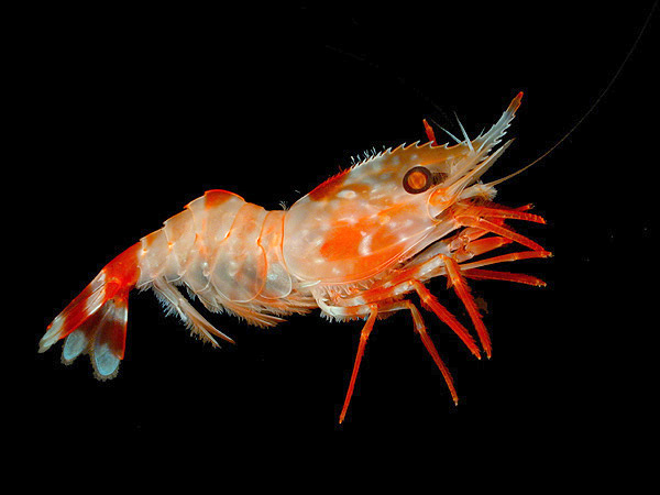 ຮູບກຸ້ງ