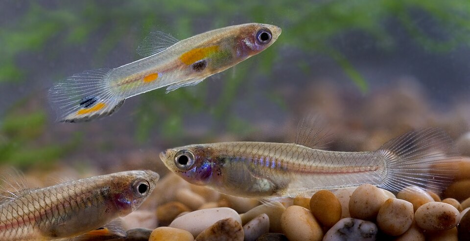 ຮູບປານ້ອຍ