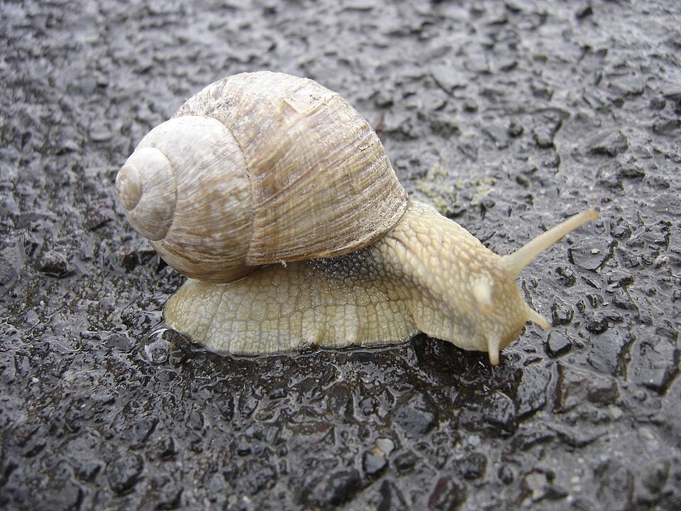 ຮູບຫອຍ