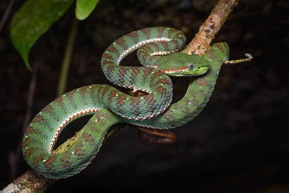 ຮູບງູ