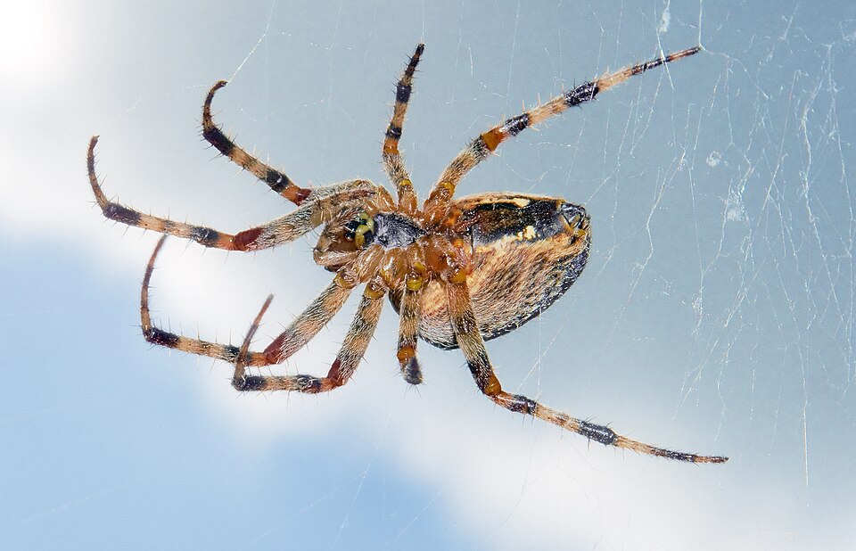 ຮູບແມງມຸມ